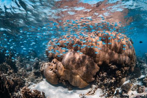 2 Hour Coral Viewing and Snorkeling