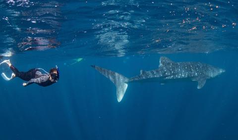 Whale Shark Safari