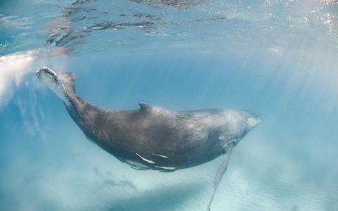 Humpback Whale Safari
