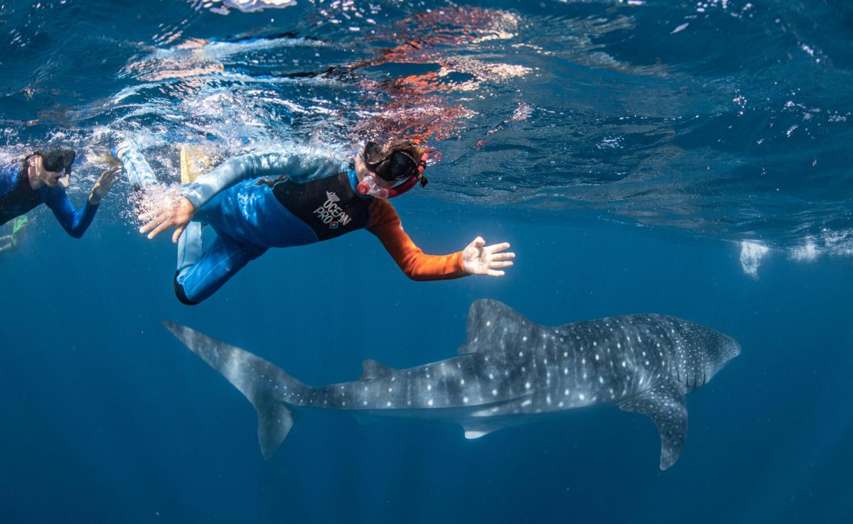 Whale Shark Safari