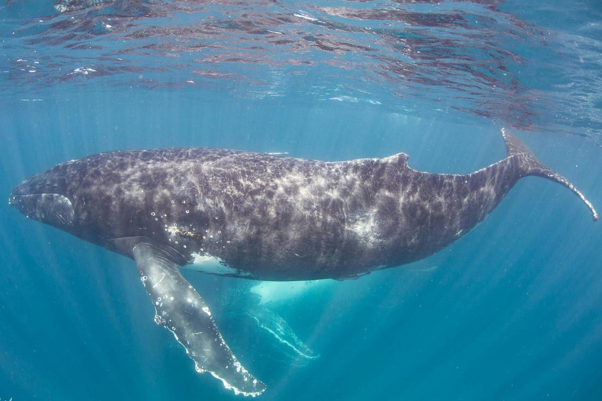 Humpback Whale Safari