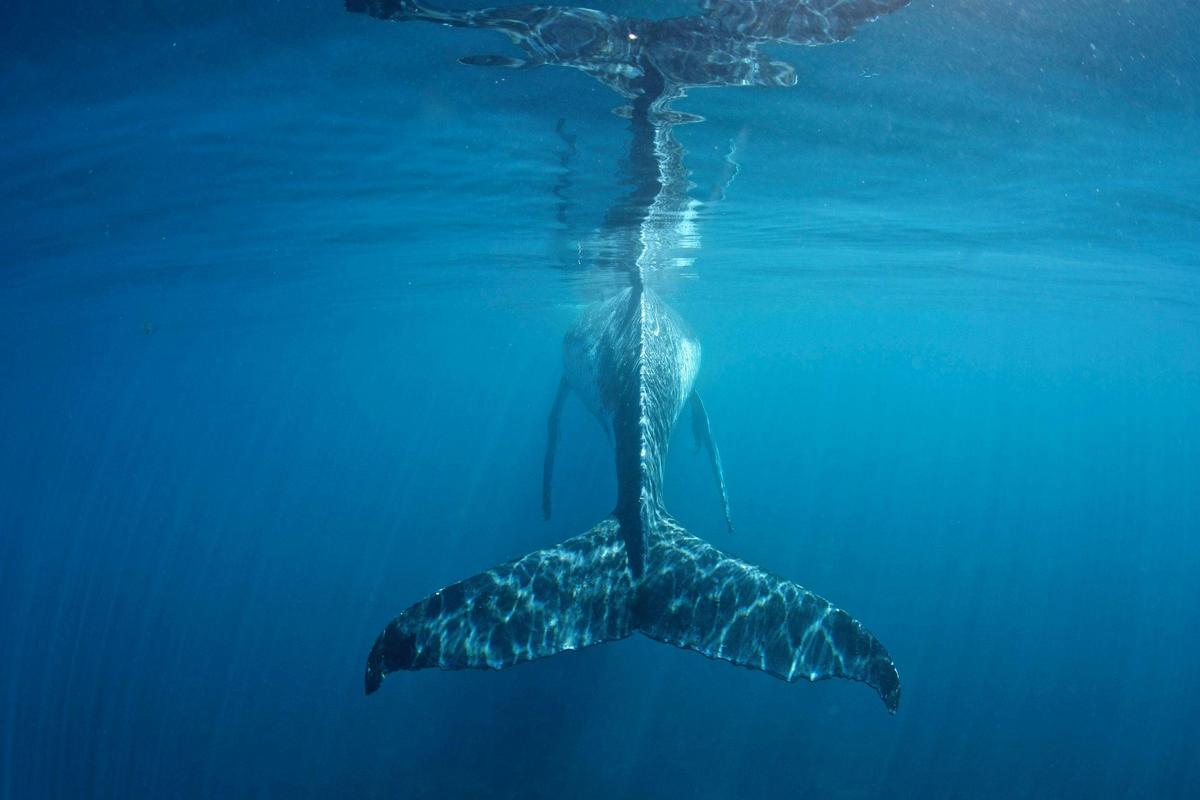 Humpback Whale Safari