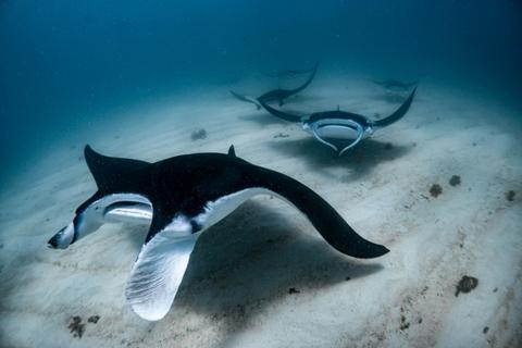 Marine Eco Safari