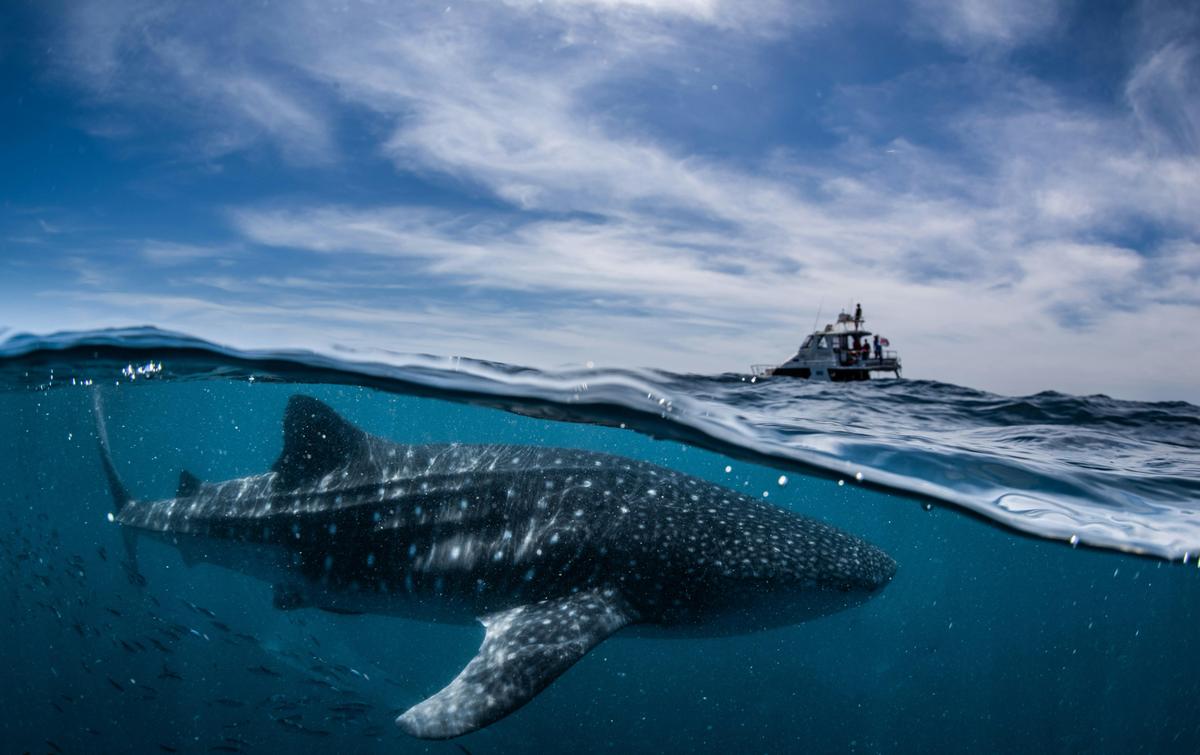The Whale Shark