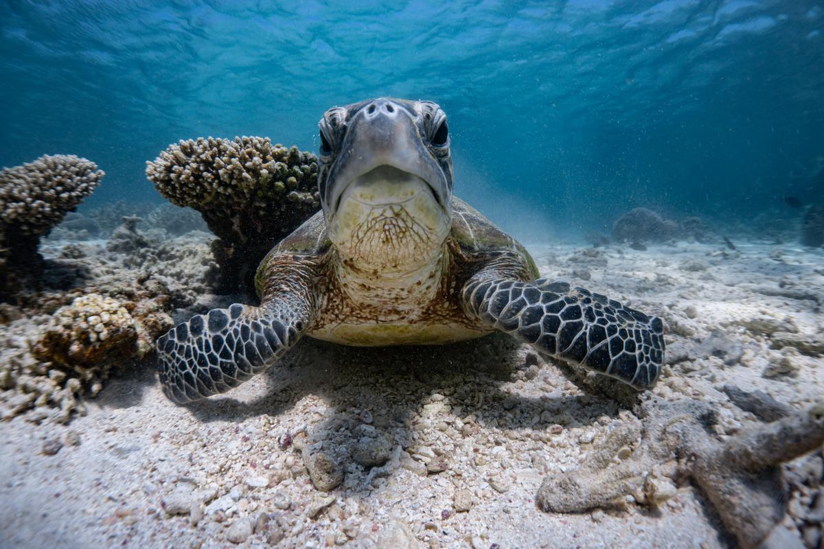 Marine Eco Safari