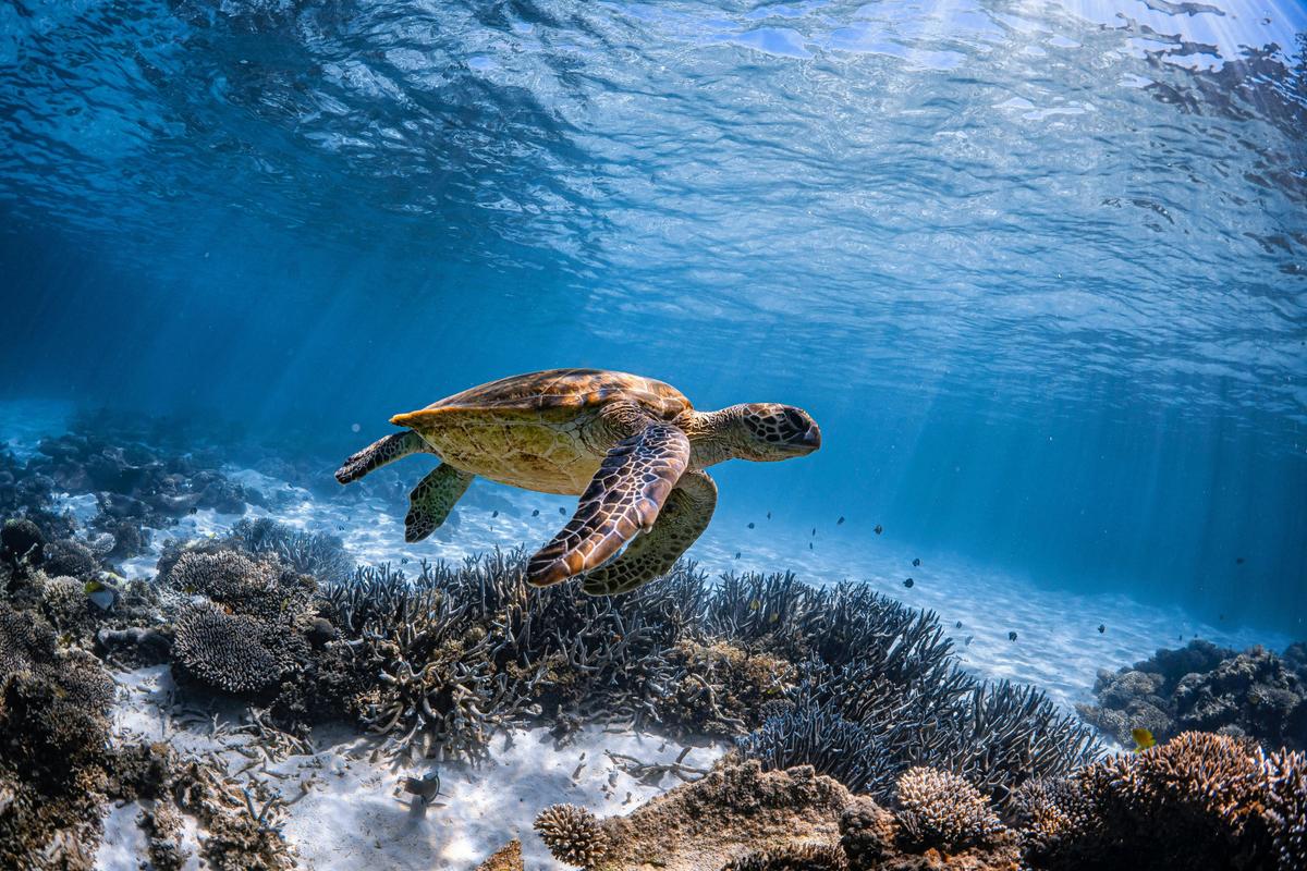 3 Hour Turtle Ecotour