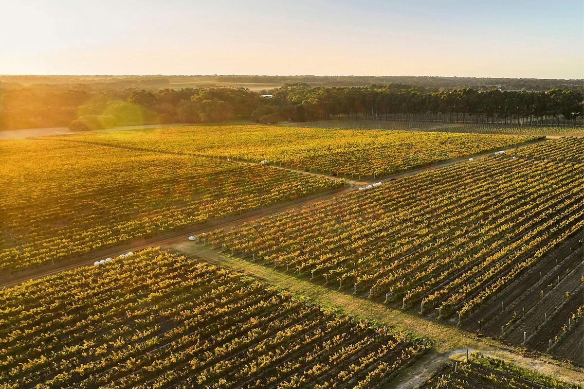 Cullen Vineyard
