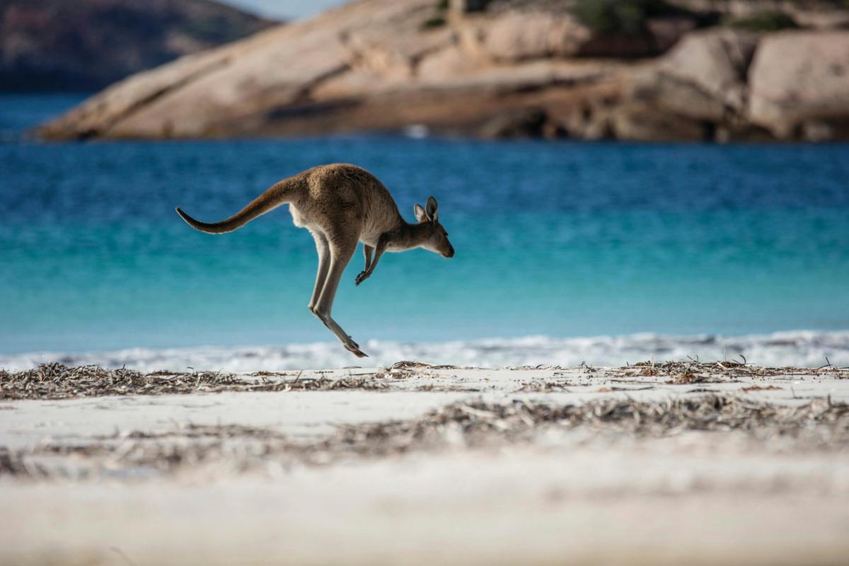 Kangaroo at Lucky Bay, Cape Le Grand National Park