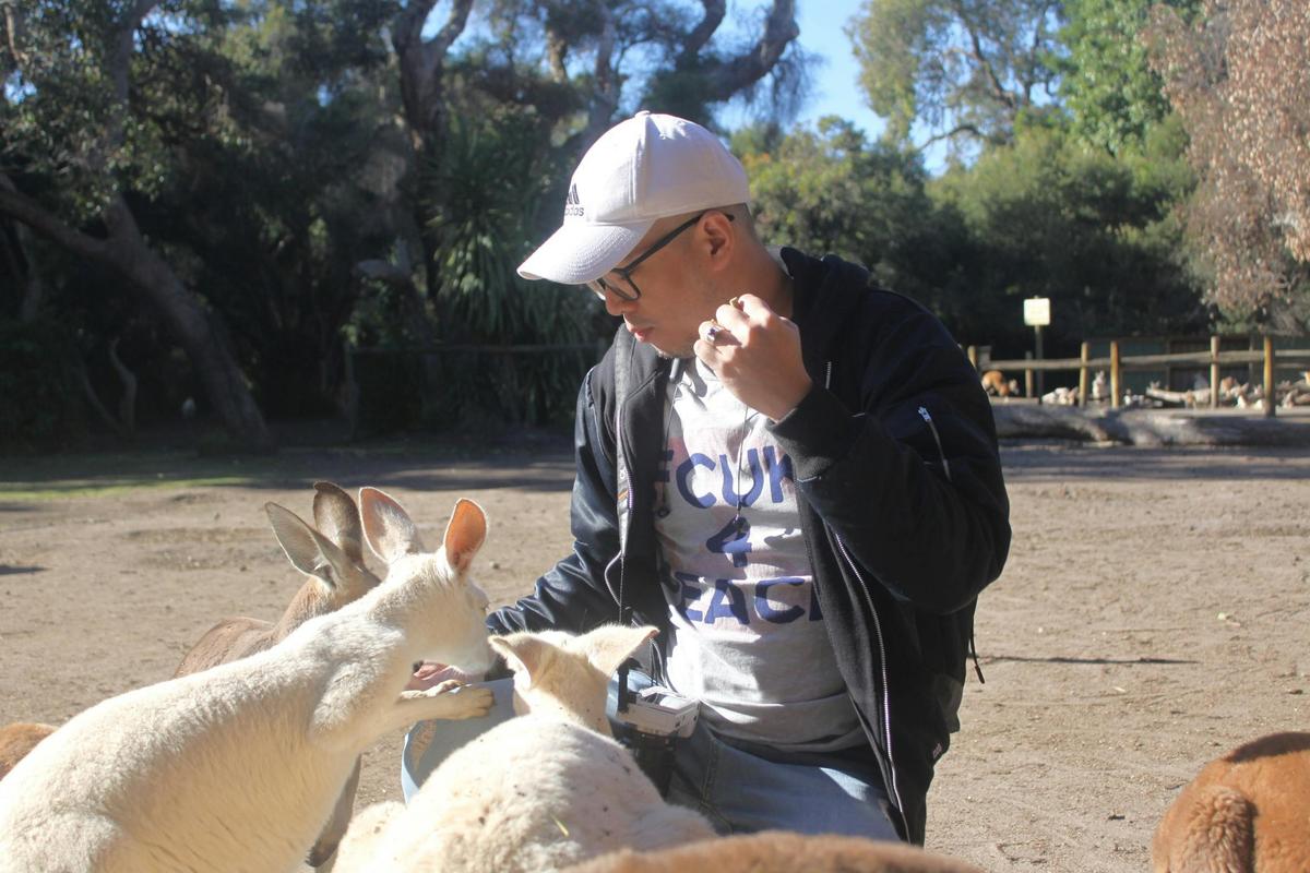 Kangaroo Feeding