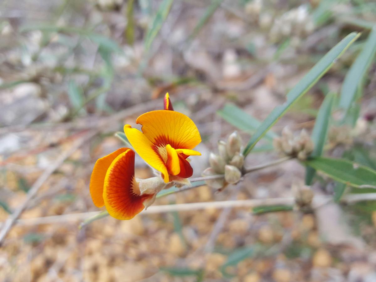 Dawn Atwell wildflower