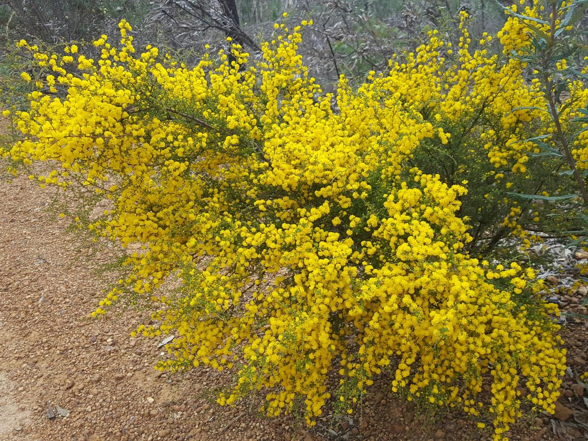 Dawn Atwell Acacia