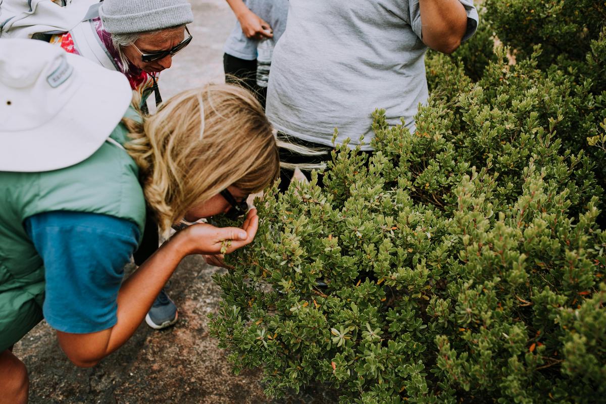 Taking in the Natural Smell of our Native Medicinal Plants