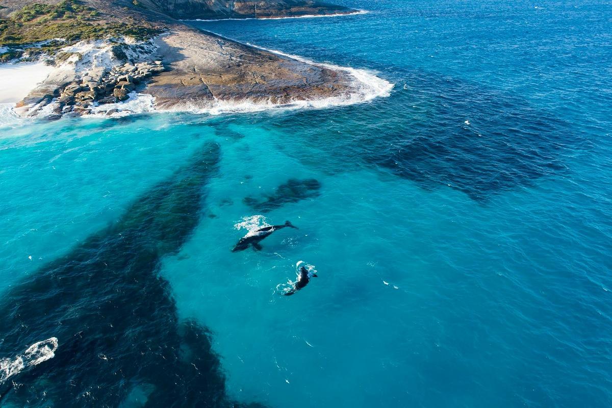 Whales swimming, Cape Arid National Park Coastline, Western Australia