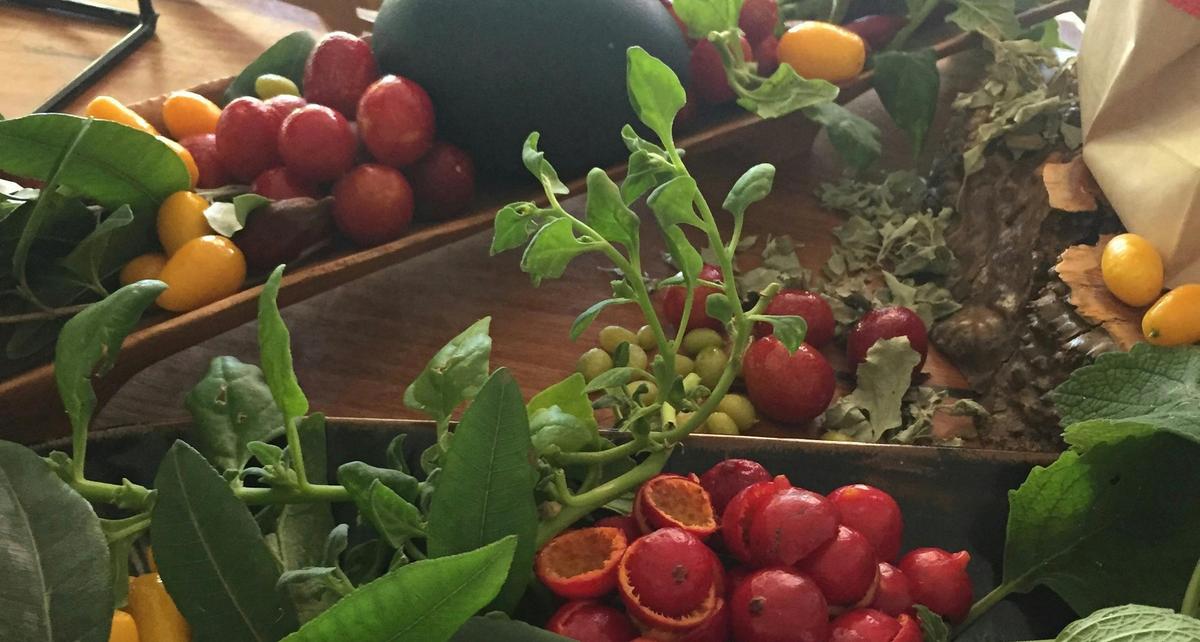Display of edible bushfood plants and fruit