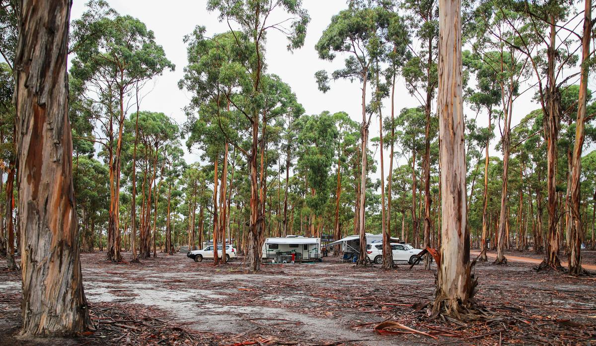 Camp among the blue gums