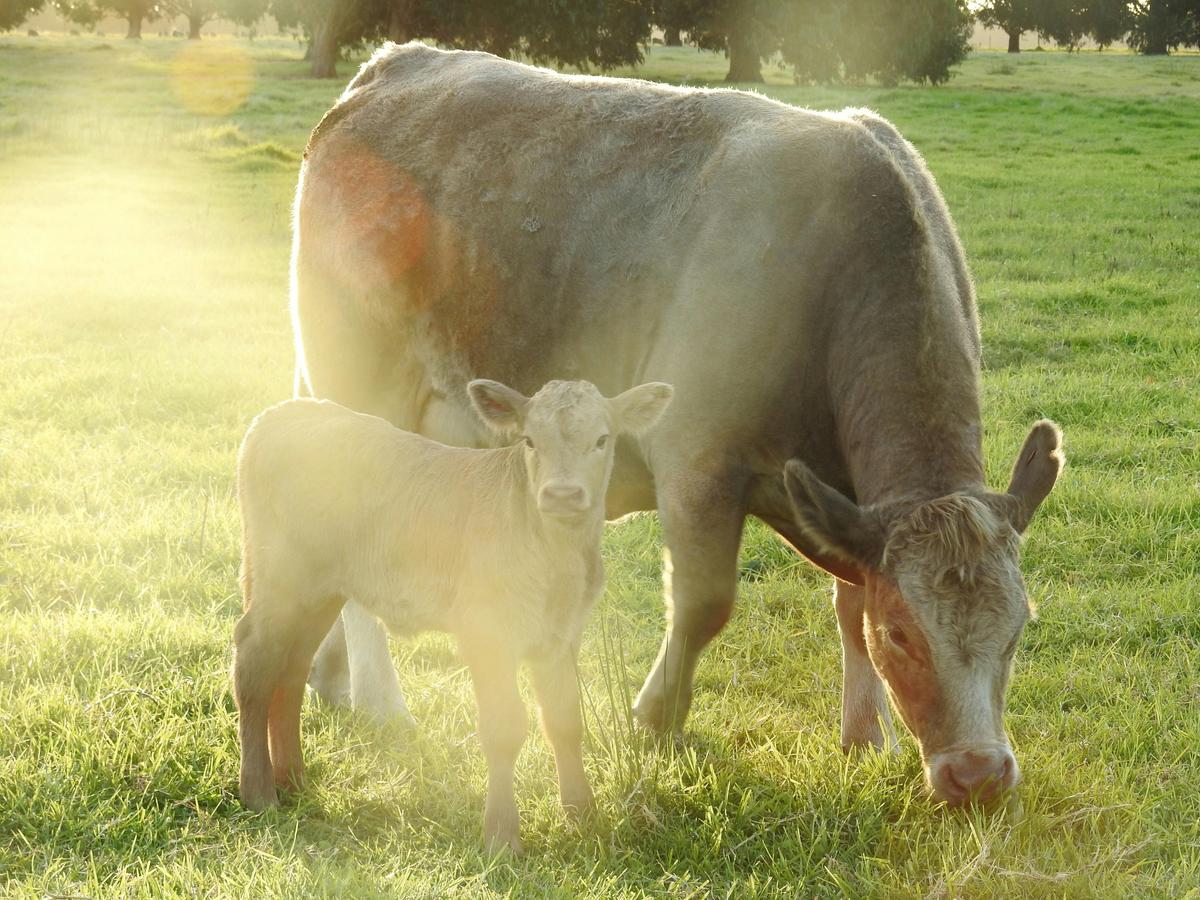 Cow & Calf