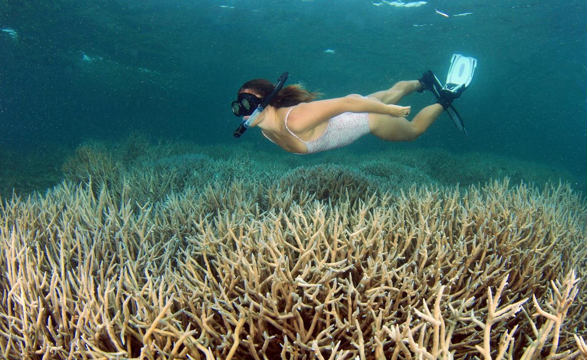 Snorkel the reefs of the Abrolhos Islands