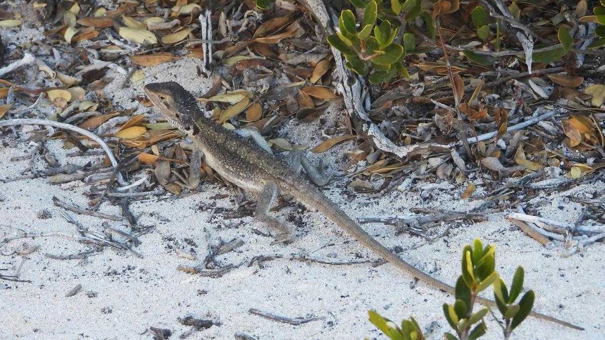 Abrolhos Islands - Shipwrecks and Wonders Cruise