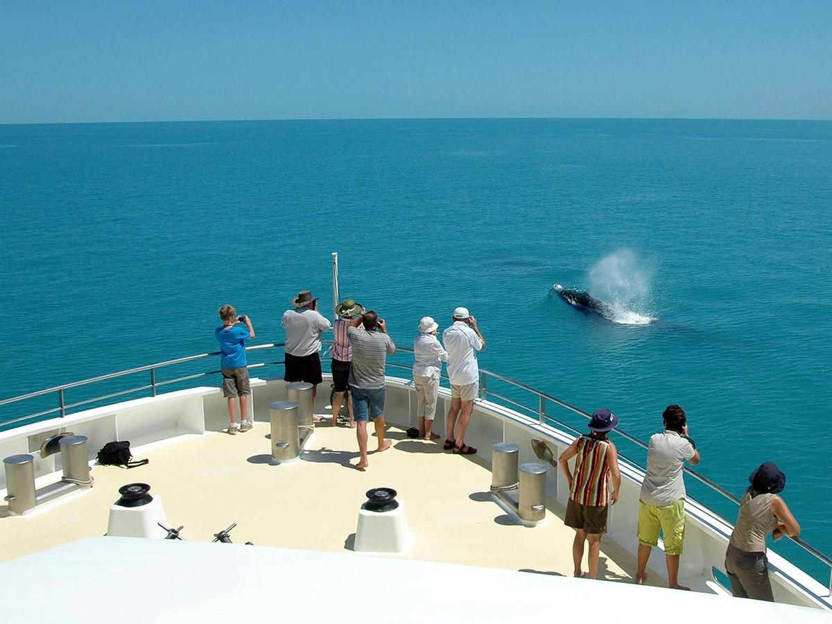 Whale watching from the ships' bow with Coral Expeditions