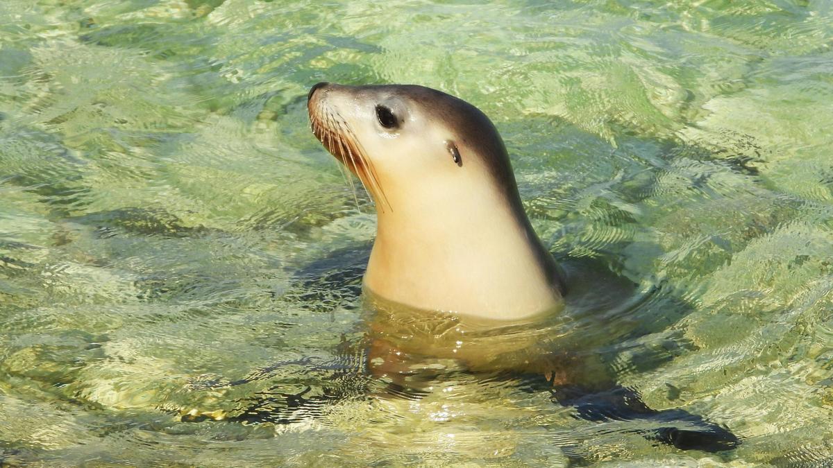 Seal