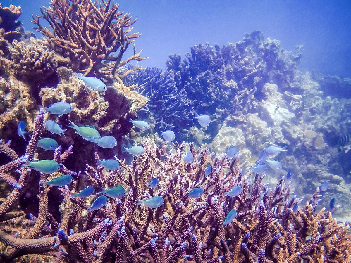 Abrolhos Islands and the Coral Coast Broome - 12 Nights