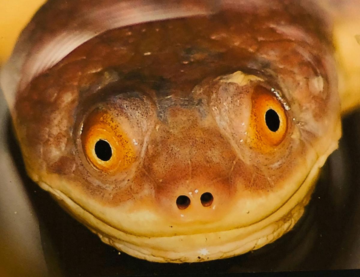 This is Leonardo, a flat shelled turtle.  Come along and meet the other Ninja turtles!