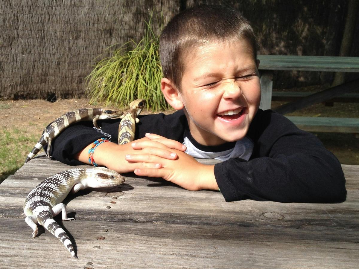 Reptile Keeper Experience