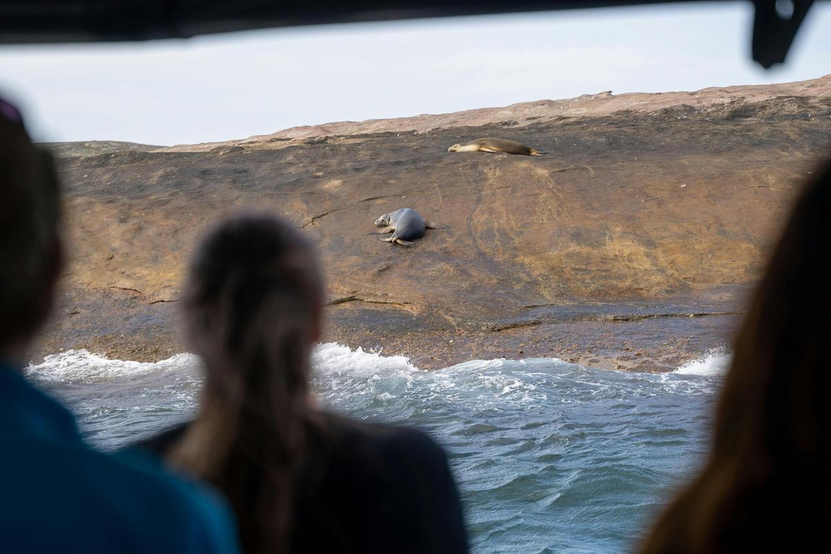 Australian Sea Lion