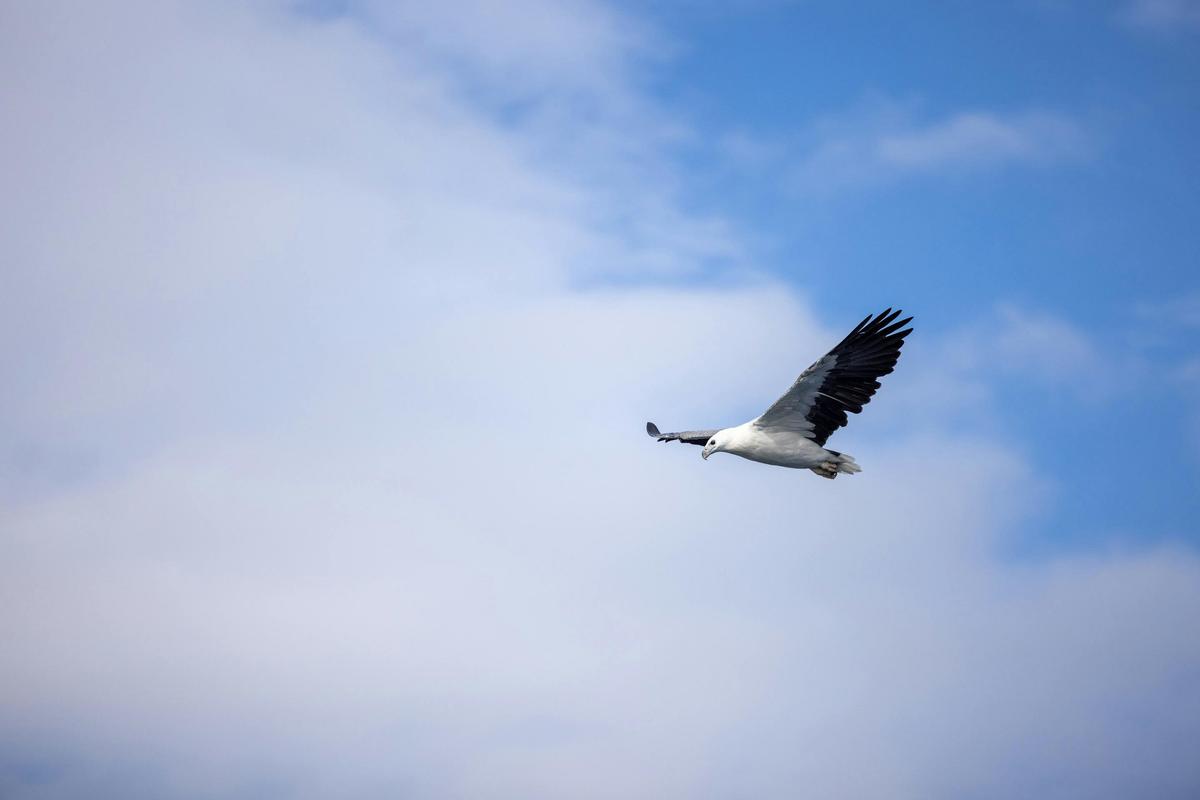 Sea Eagle