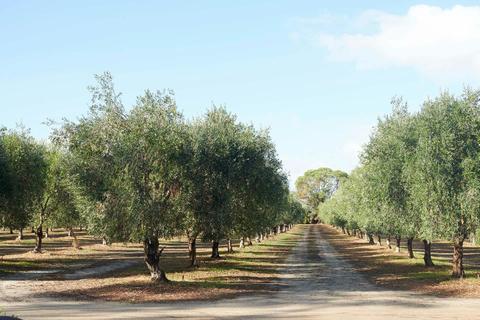Eagle Bay Olives
