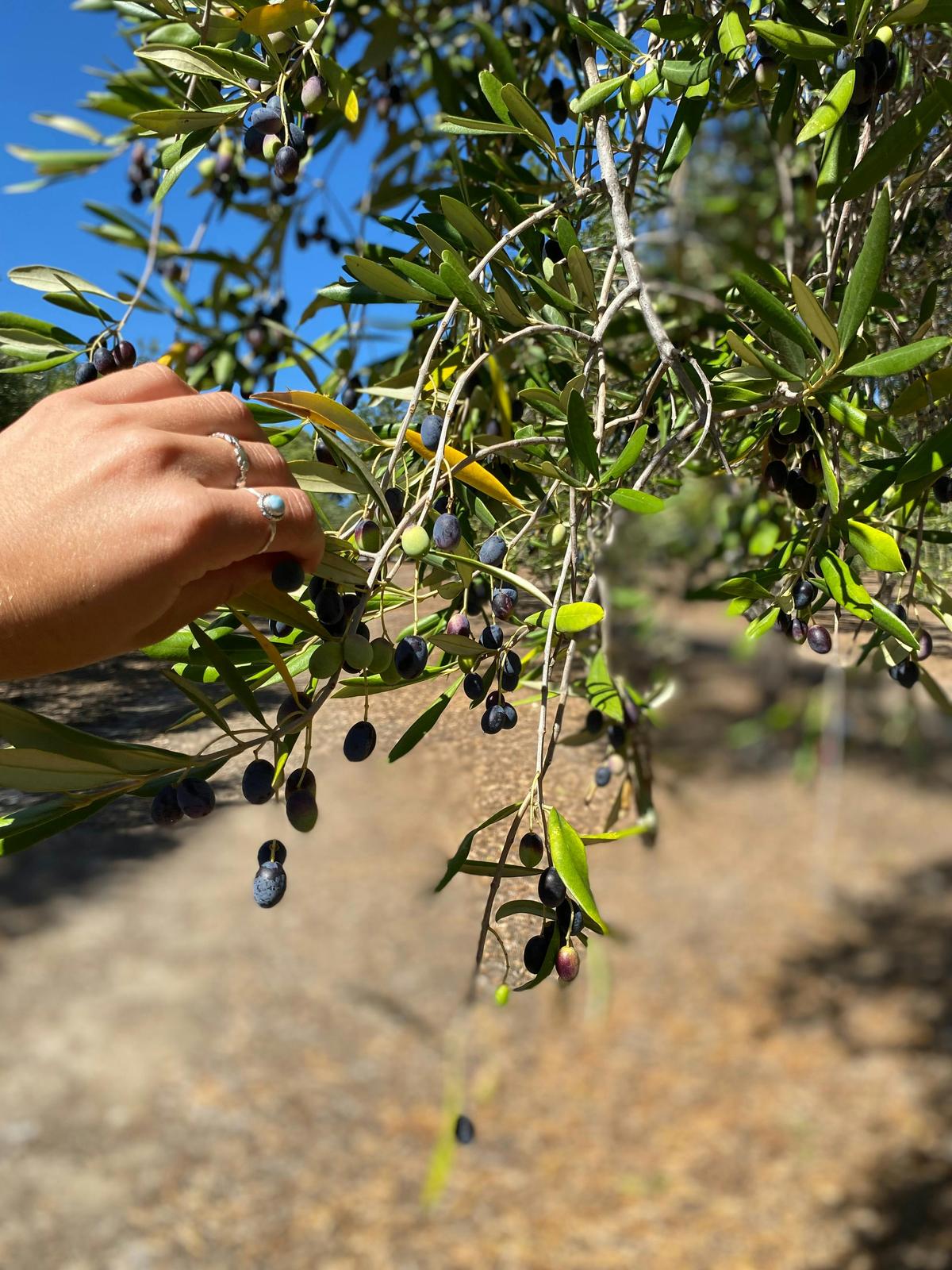 Our kalamata olives are growing