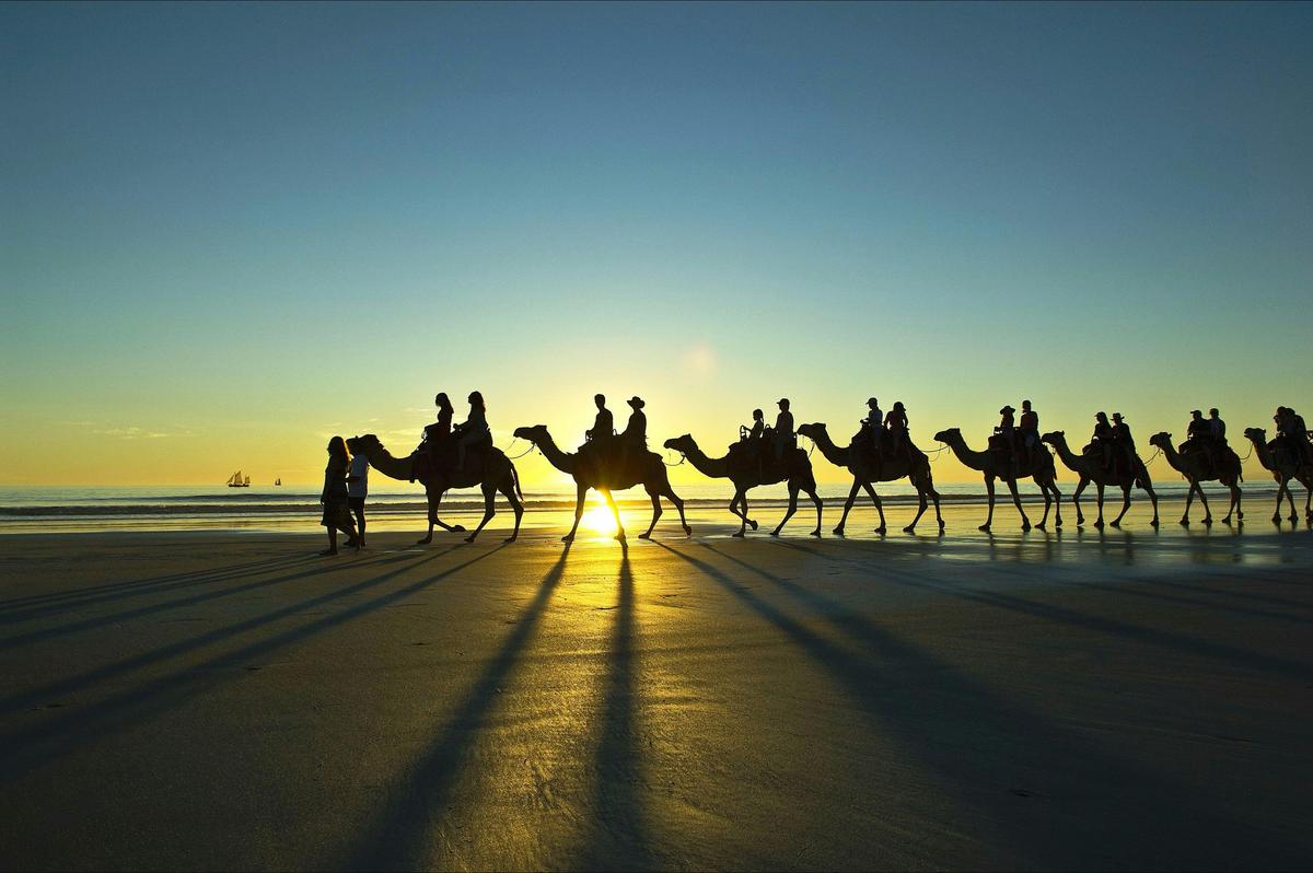 Camels on Cable Beach