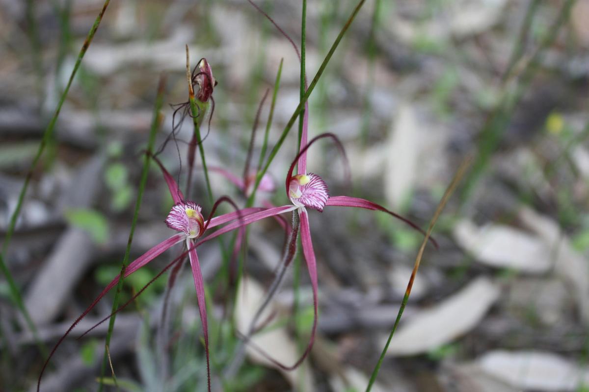 Crimson Spider Orchid