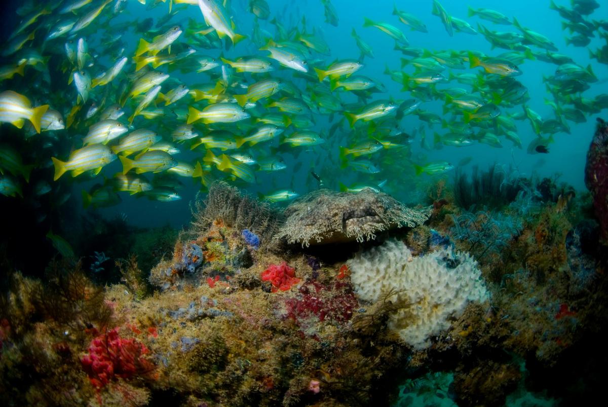 Dive the Exmouth Navy Pier - an aquarium without glass