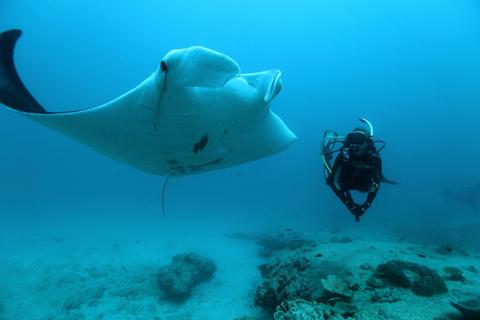 Dive Ningaloo