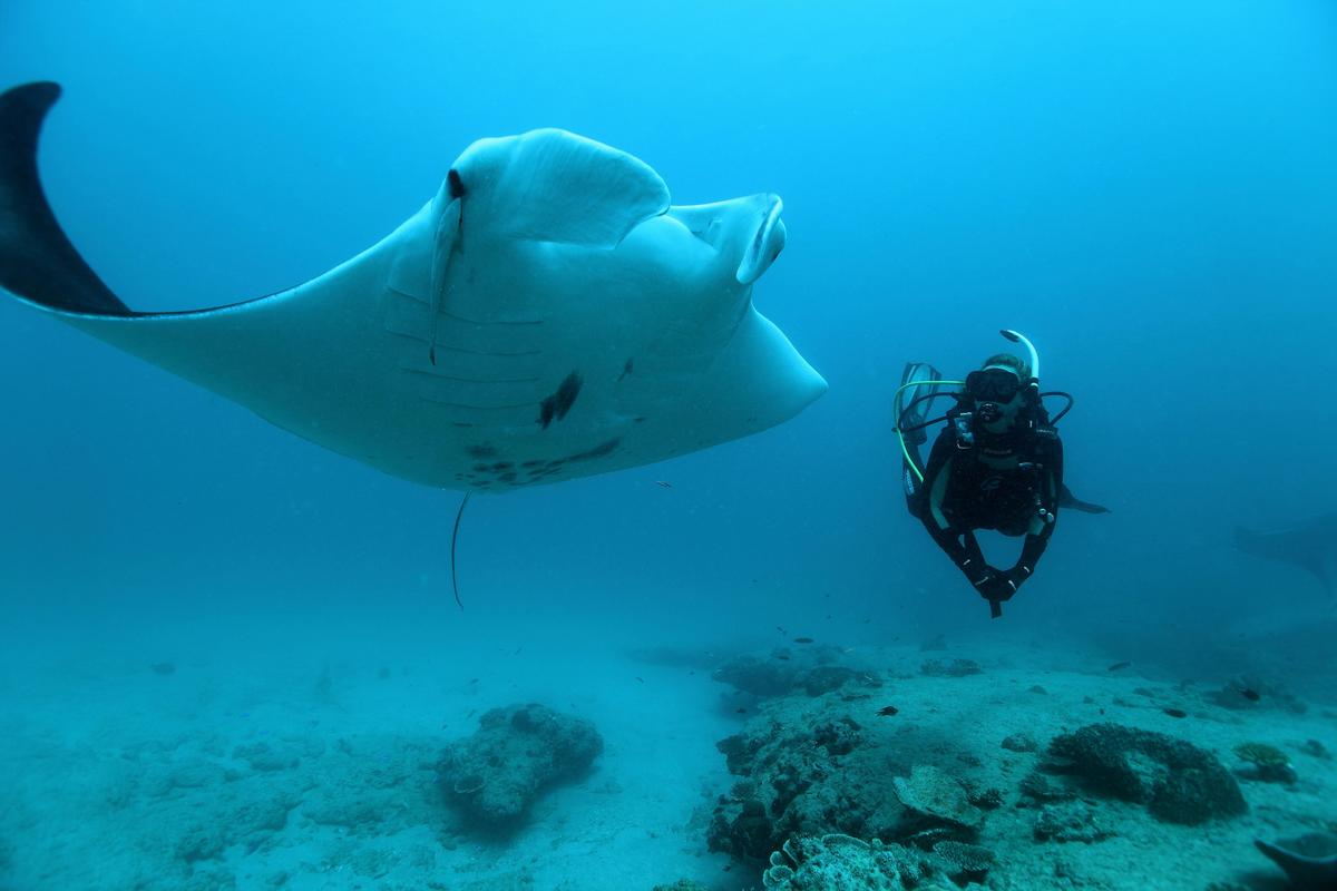 Experience the big three with Dive Ningaloo!