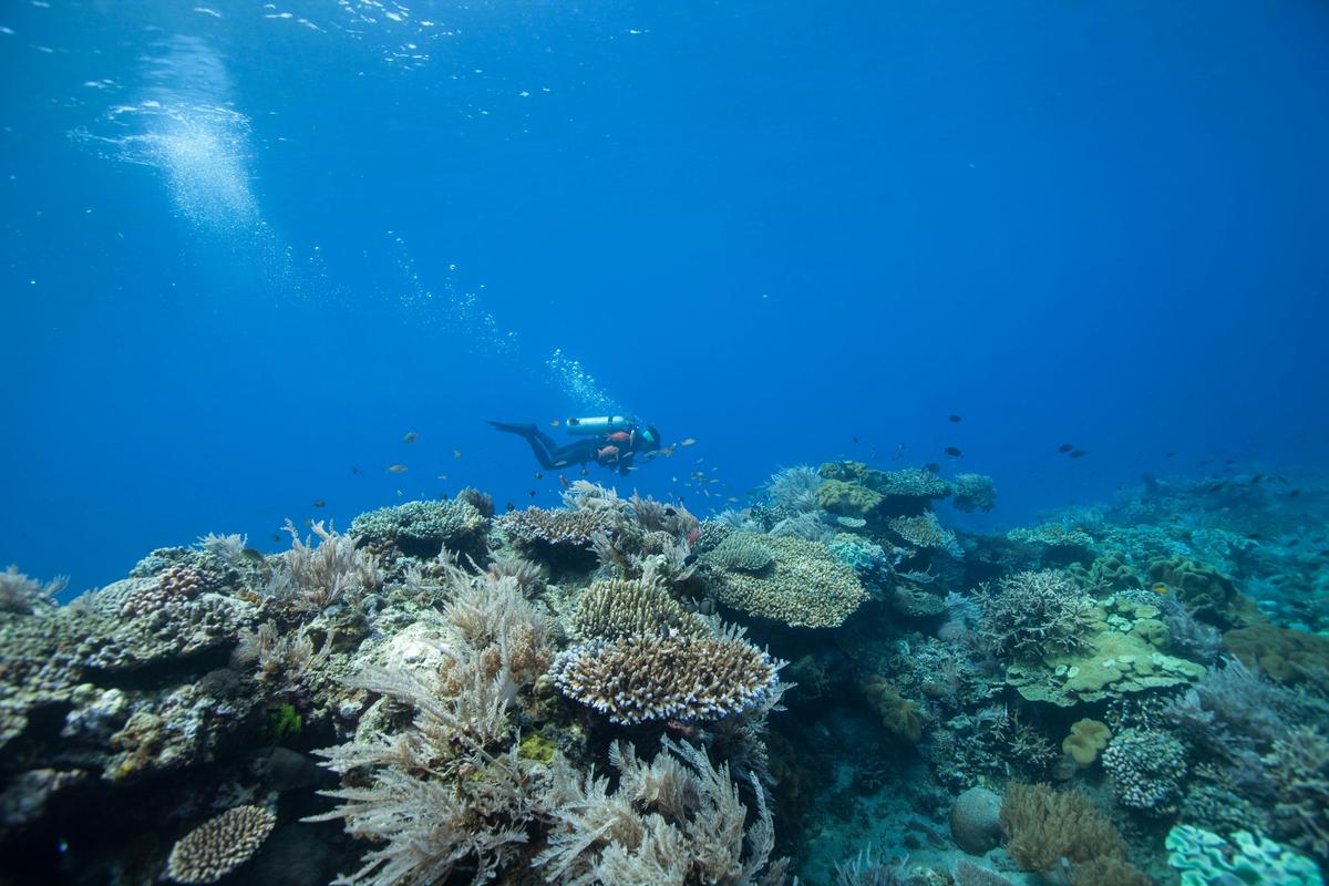 Dive and Snorkel the Muiron Islands