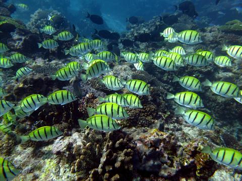 Dive the Ningaloo Reef
