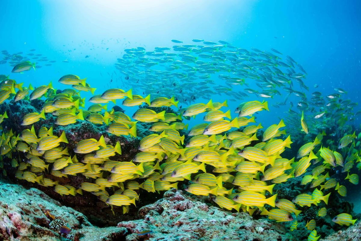 Ningaloo reef