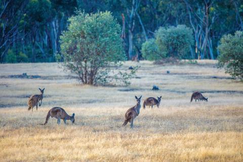 Dryandra