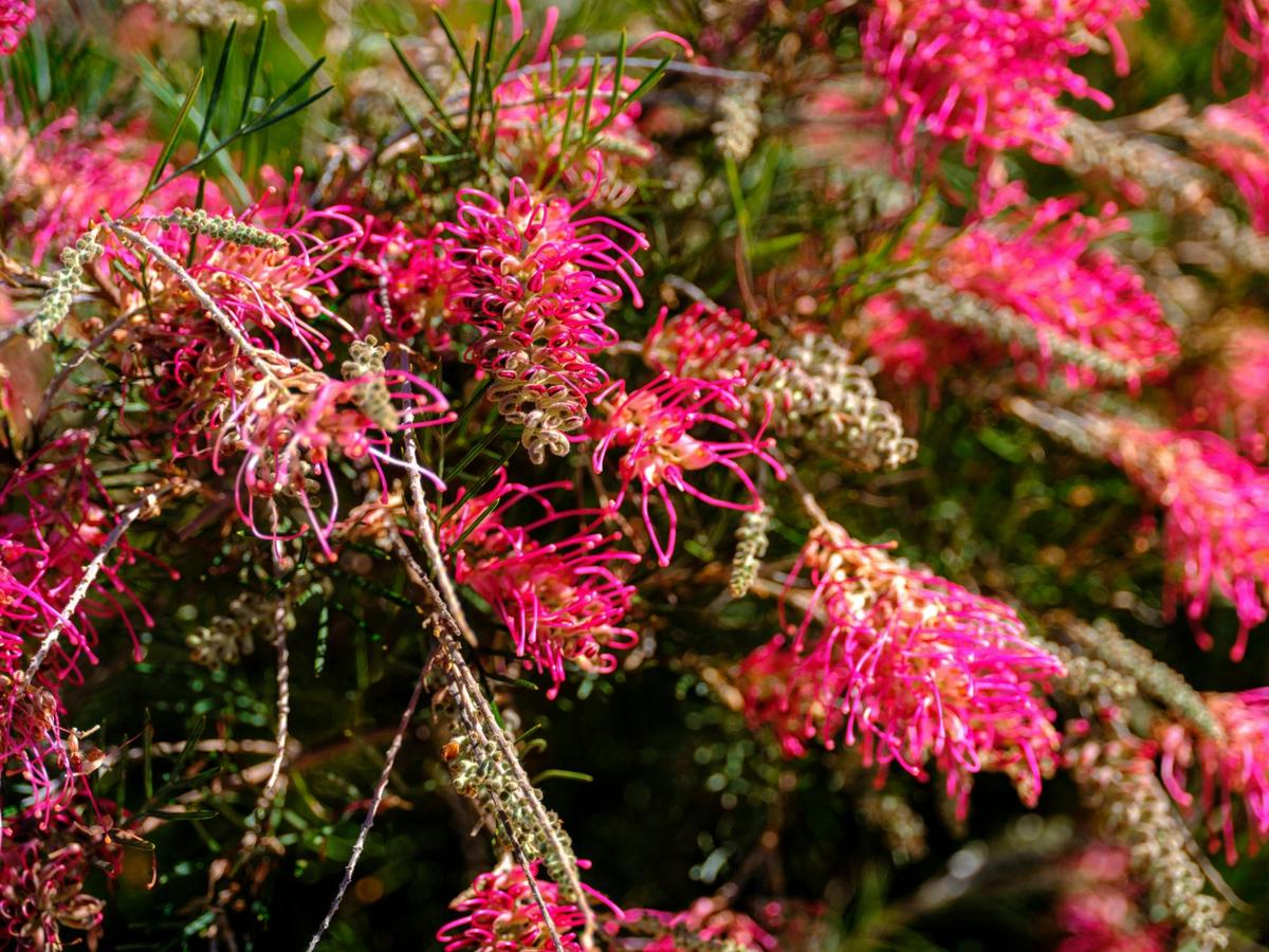 Eneabba wildflower