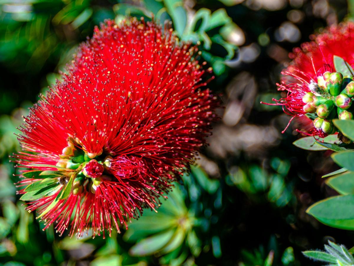 Eneabba wildflower