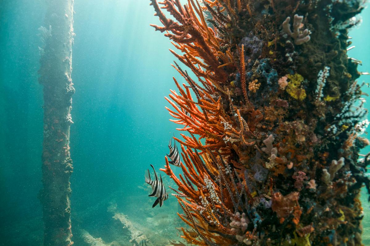 The Ultimate Jetty Experience