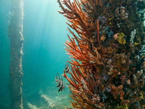 Underwater Observatory Tour