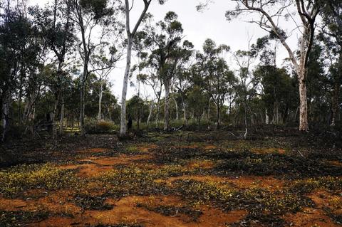 Dryandra Woodland National Park