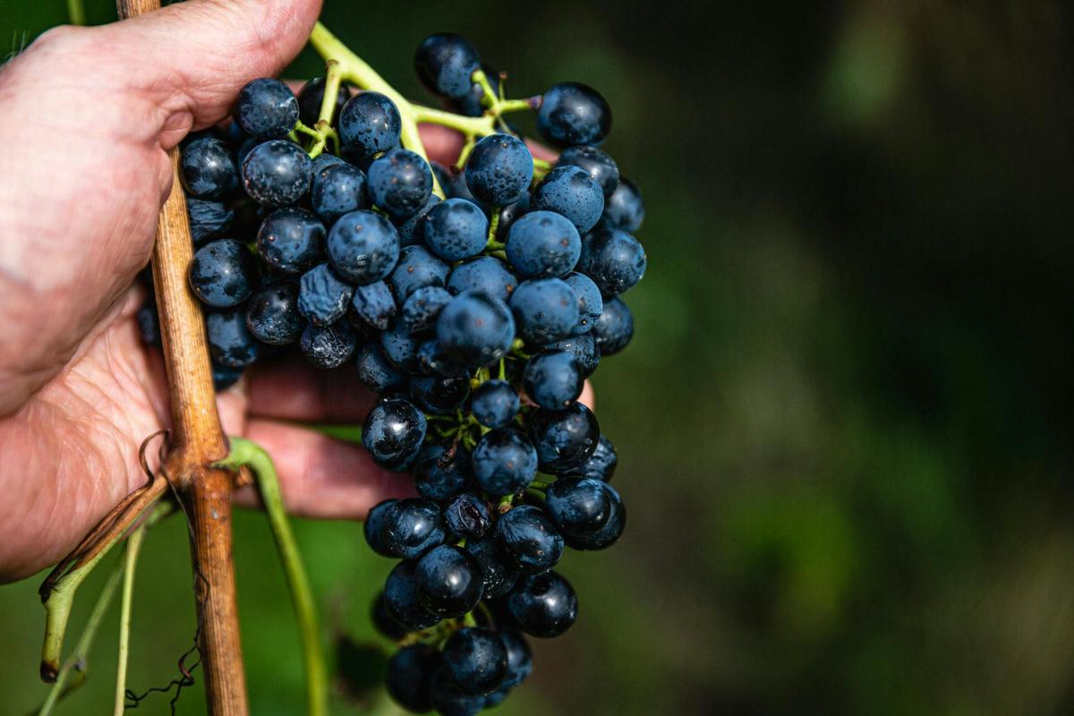 cabernet grapes