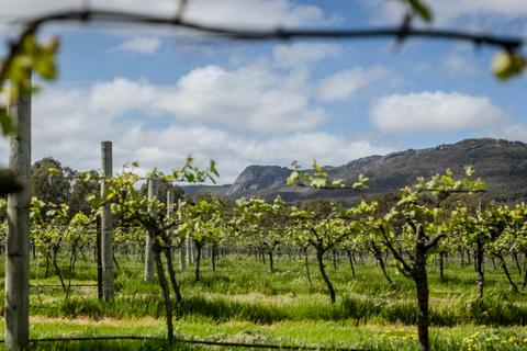 Duke's Vineyard