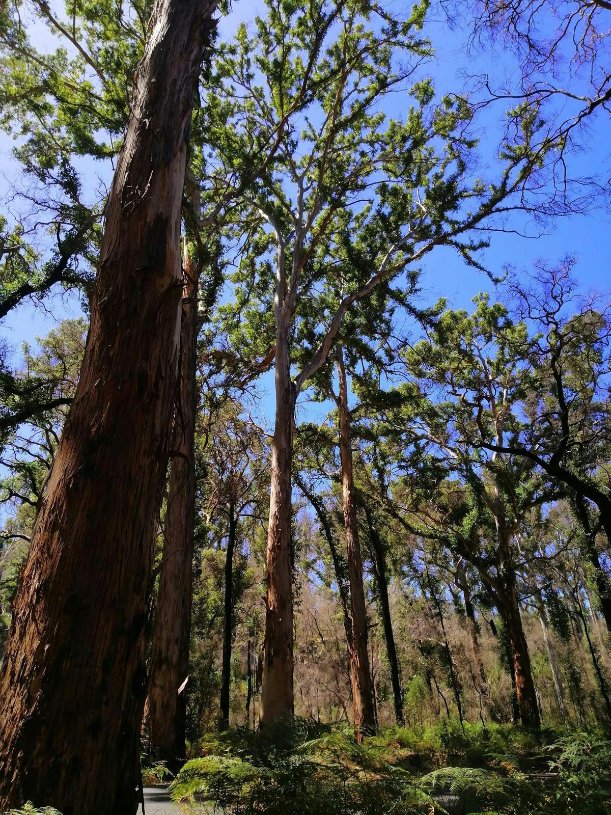 1 Day Margret River Tour