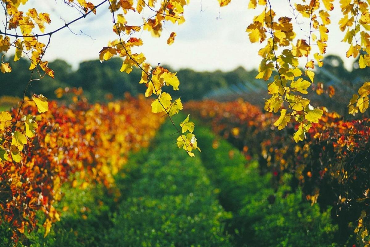 Half Day Swan Valley Tour