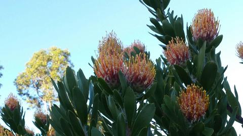 Echidna Springs Horticulture
